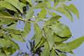 Harpephyllum caffrum